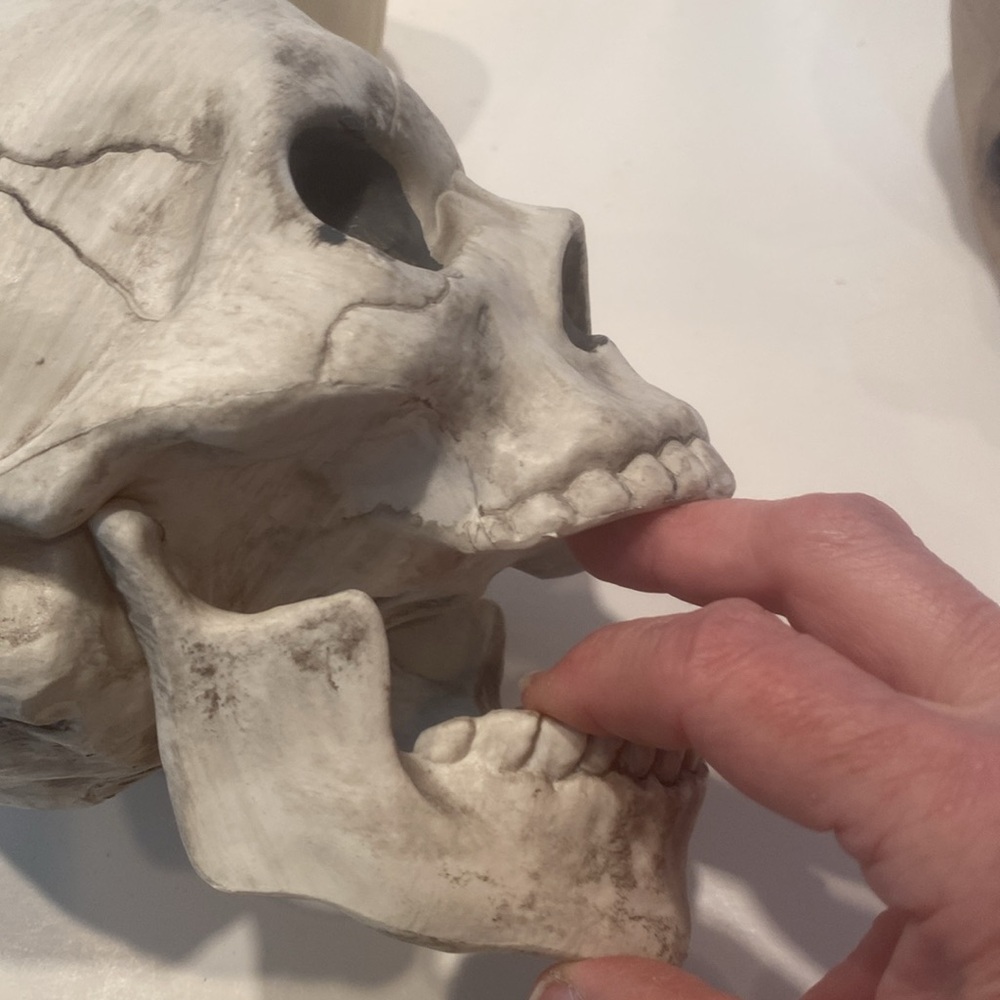 NWT & NWOT Set of 3 Composite Skulls - Picture 4 of 4